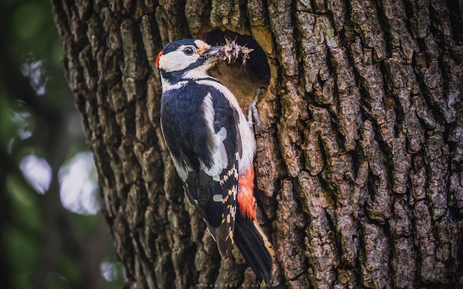 , Круль Александр