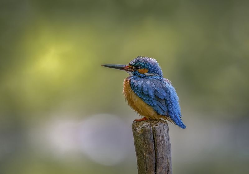 зимородок  фото превью