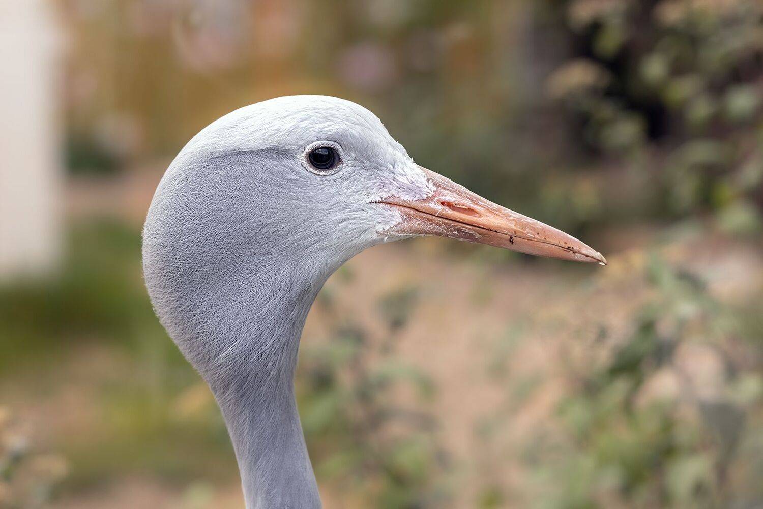 , Шурчков Юрий