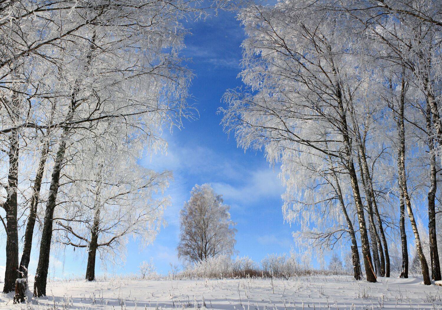 зима, лес, Александр Свистков