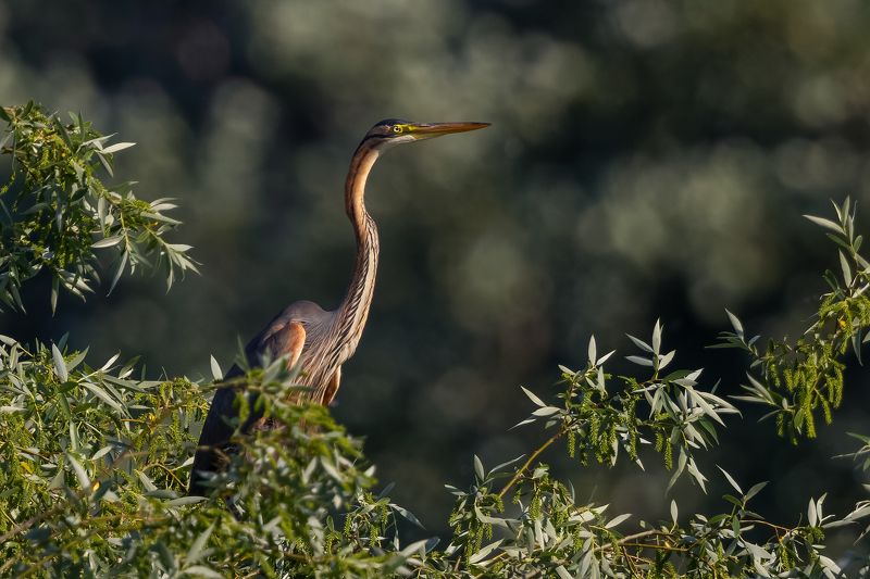 Purple heron фото превью