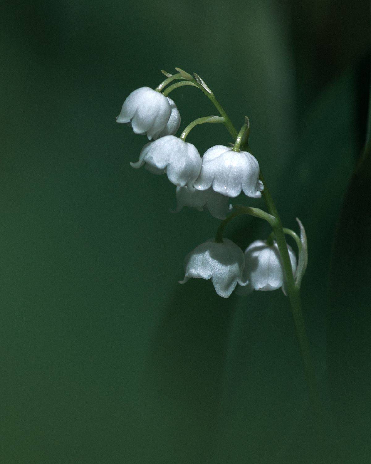 , Елисеев Александр