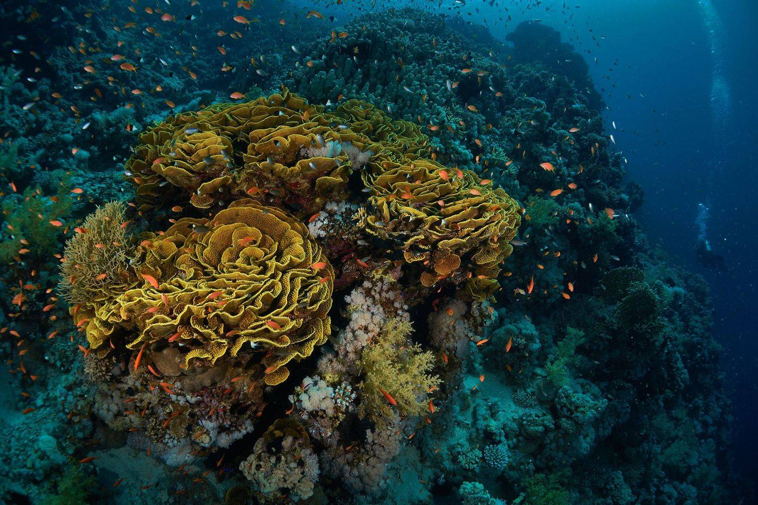 подводная фотосъемка, коралловый риф, рыбы, тропические рыбки, дайвинг, море, PAVEL PEREPECHAEV