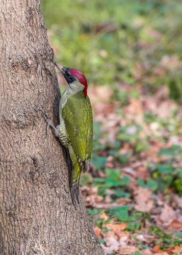 Зима зелёного дятла на Кубани