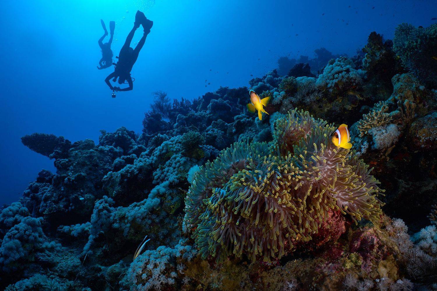 подводная фотосъемка, коралловый риф, рыбы, тропические рыбки, дайвинг, море, PAVEL PEREPECHAEV