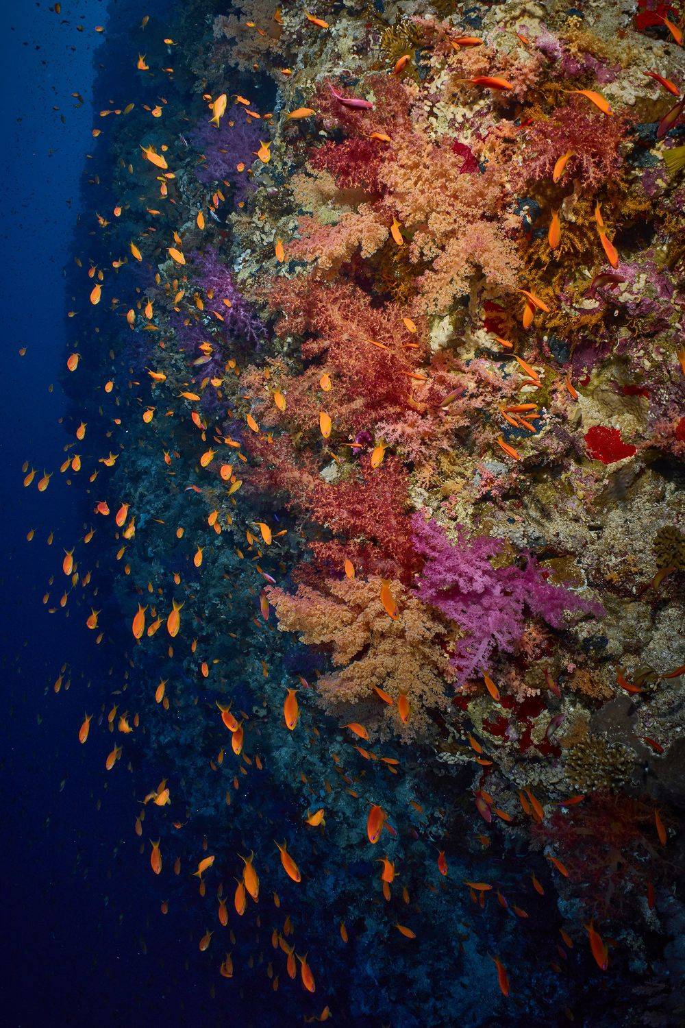 подводная фотосъемка, коралловый риф, рыбы, тропические рыбки, дайвинг, море, PAVEL PEREPECHAEV