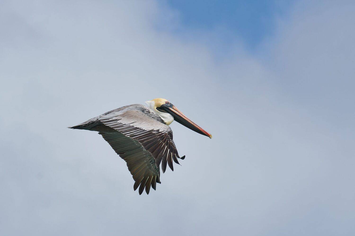 птицы, пеликан, животные, полет, PAVEL PEREPECHAEV