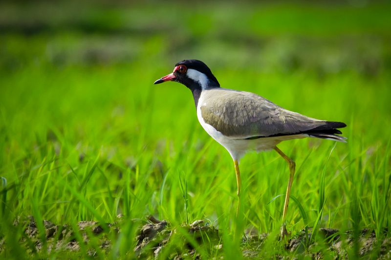 Red Wattled  Lapwing фото превью