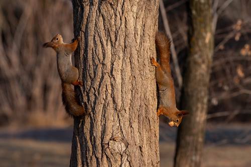 Sciurus vulgaris