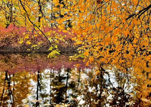 Осенний сон