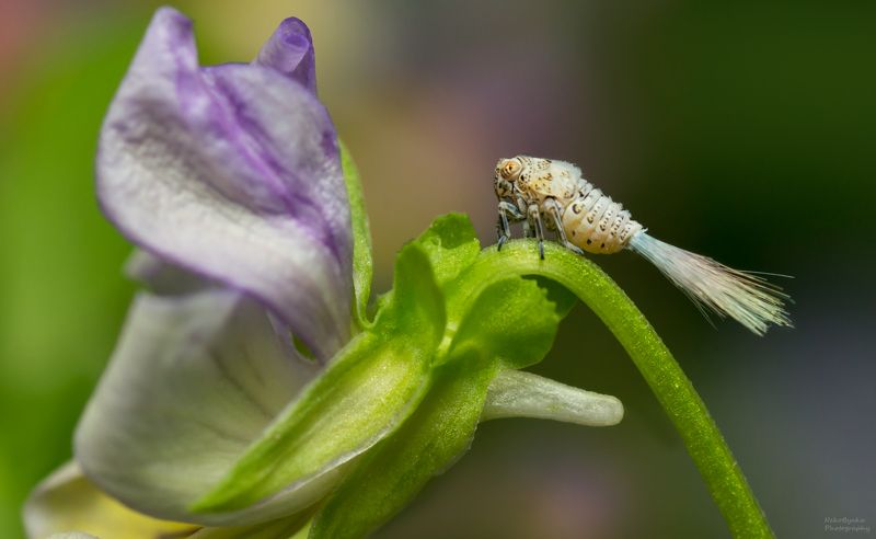 макро, природа, растения, цветы, лето, насекомые, нимфы, личинка, цикадка, macro, nature, plants, flowers, summer, insects, nymphs, larva, leafhopper Радужный хвост фото превью
