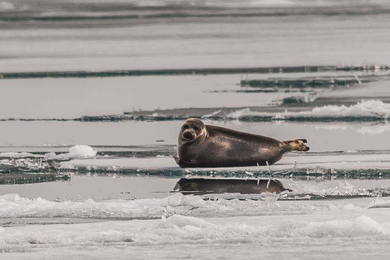 Байкальская нерпа фото превью
