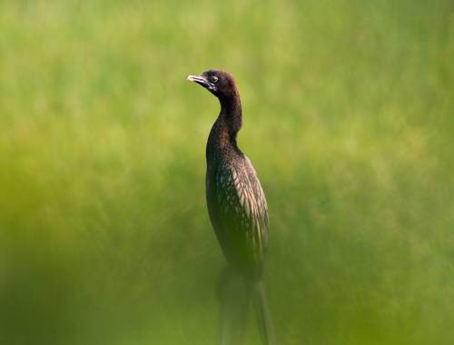 Indian cormorant