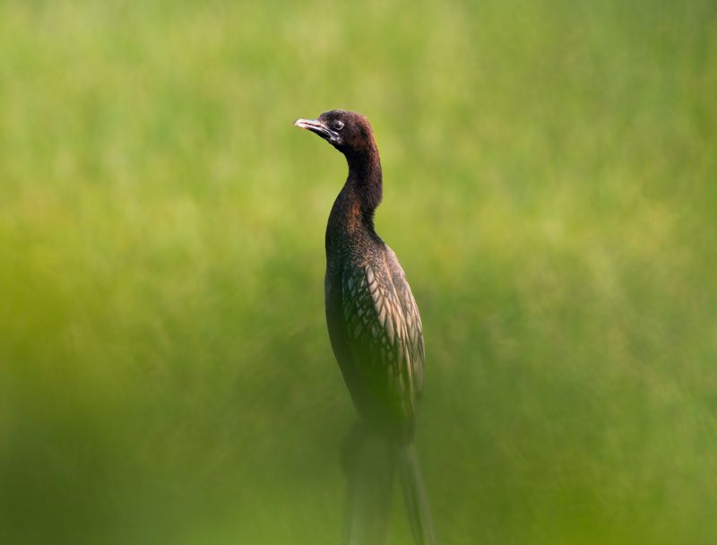 bird,birds,nikon,wild,water,shadows,lake,pond,flowers,swan,colors,nikon,beauty,nature,animals,eyes,egret,songbird,jungle,white,wings,fly Indian cormorant фото превью