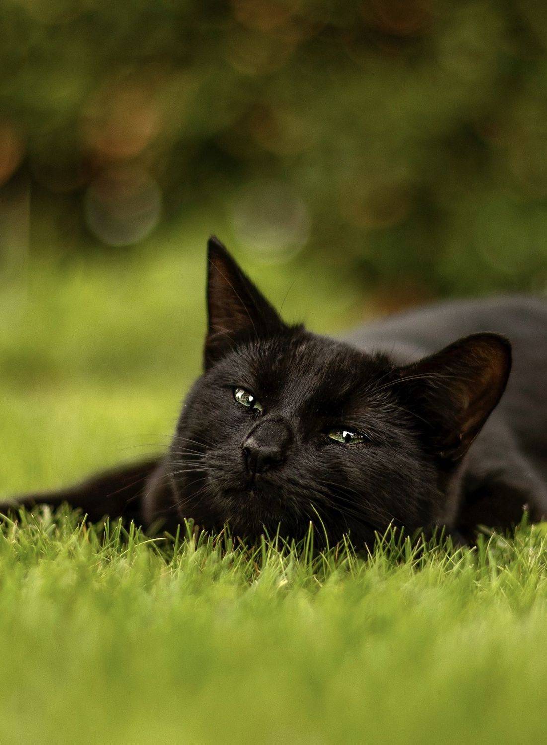 , Малика Маткарим