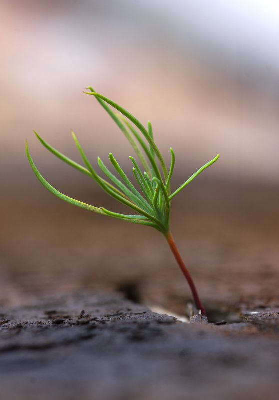 весна, этюд, сосна, цветы сосны, хвойные деревья, лес, природа, Росток сосны фото превью