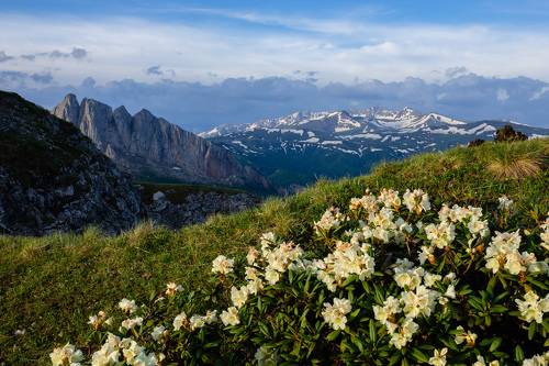 Рододендроны горы Асбестной