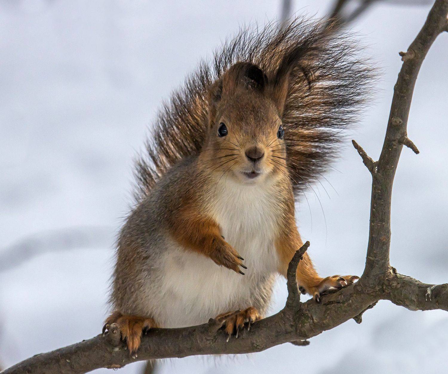 , Виктор Волынский