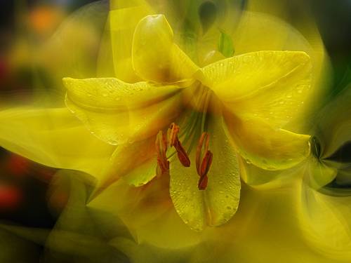 yellow lilies