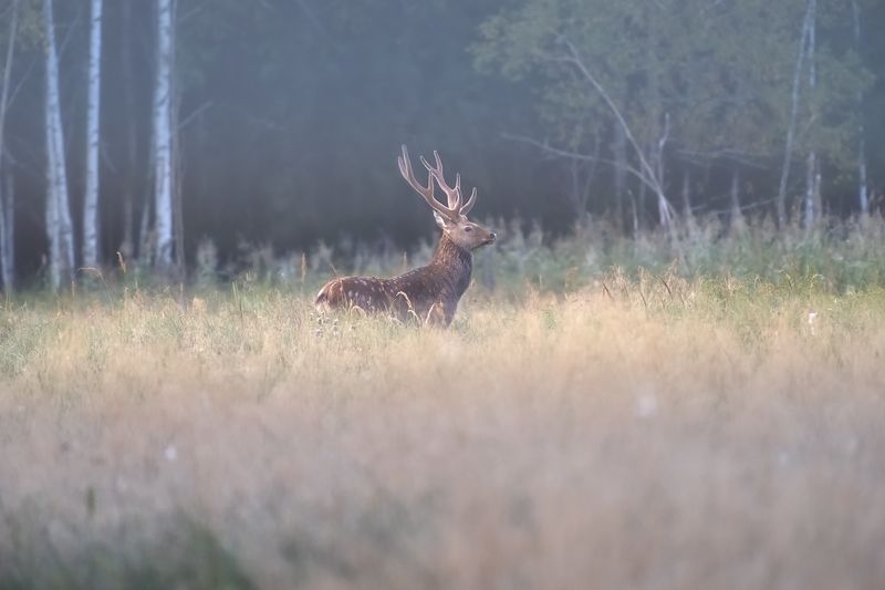 в утреннем лесу фото превью