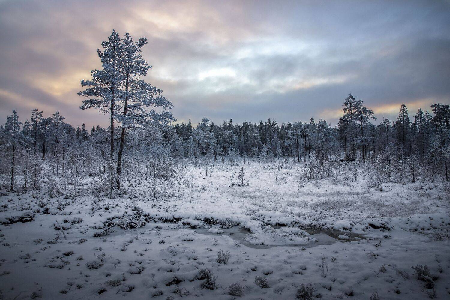 Мурманская область, Гусева Елена