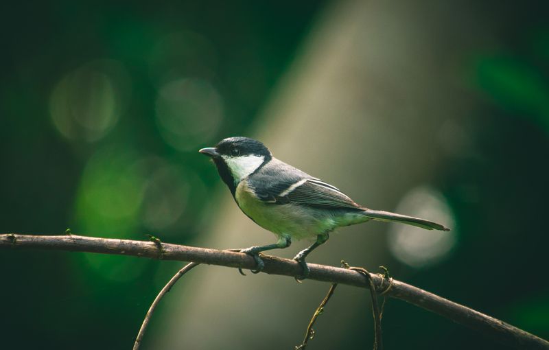 Cinereous tit фото превью