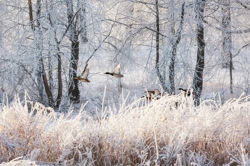 Пролетая снежным утром
