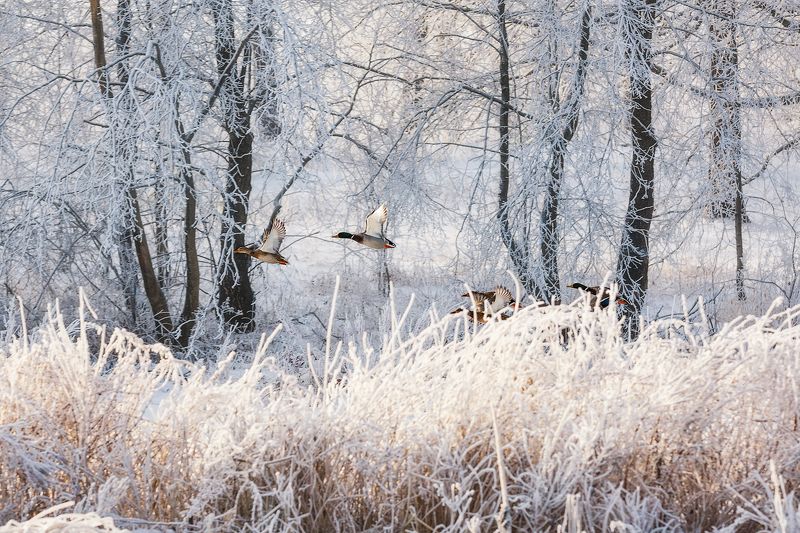 природа зима снег утка селезень Пролетая снежным утром фото превью