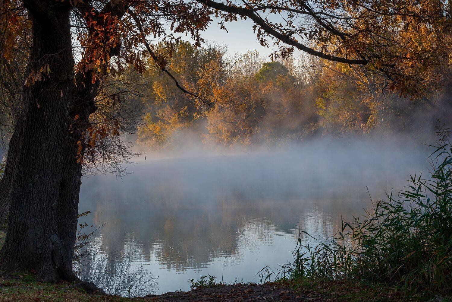 , Алексей Рыльский