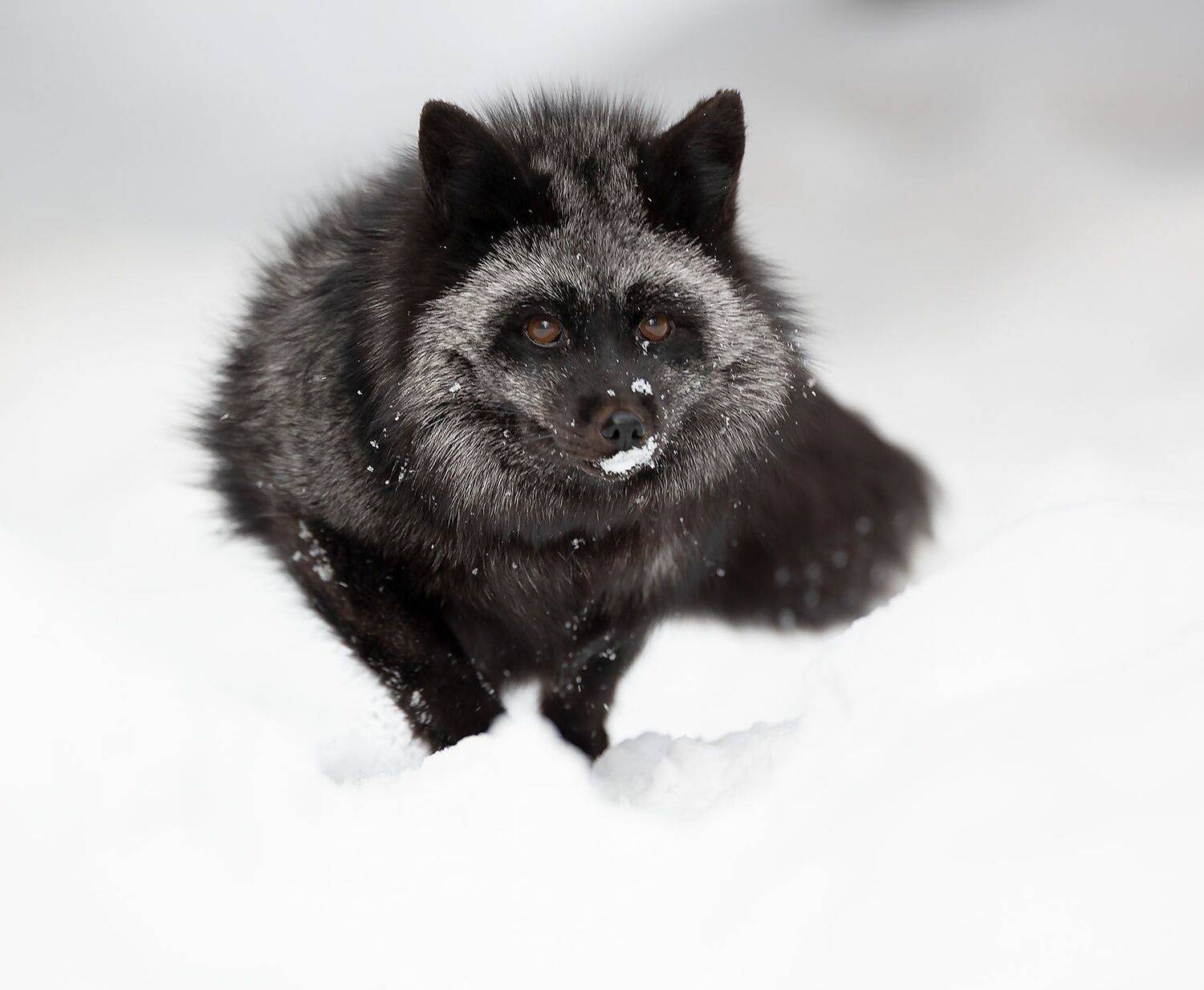 лиса, чернобурая, красотка,зима, природа,fox, beautiful, winter, nature, Стукалова Юлия