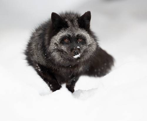 Чернобурая красотка