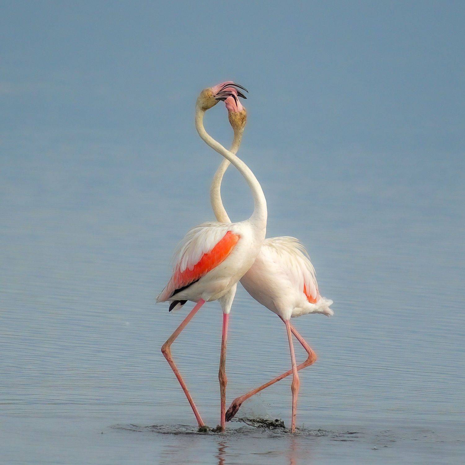 flamingo, Jian Ma