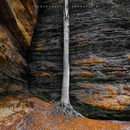 THE TREE BY THE GOLDEN ROCK