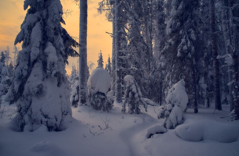 Утро в дебрях фото превью