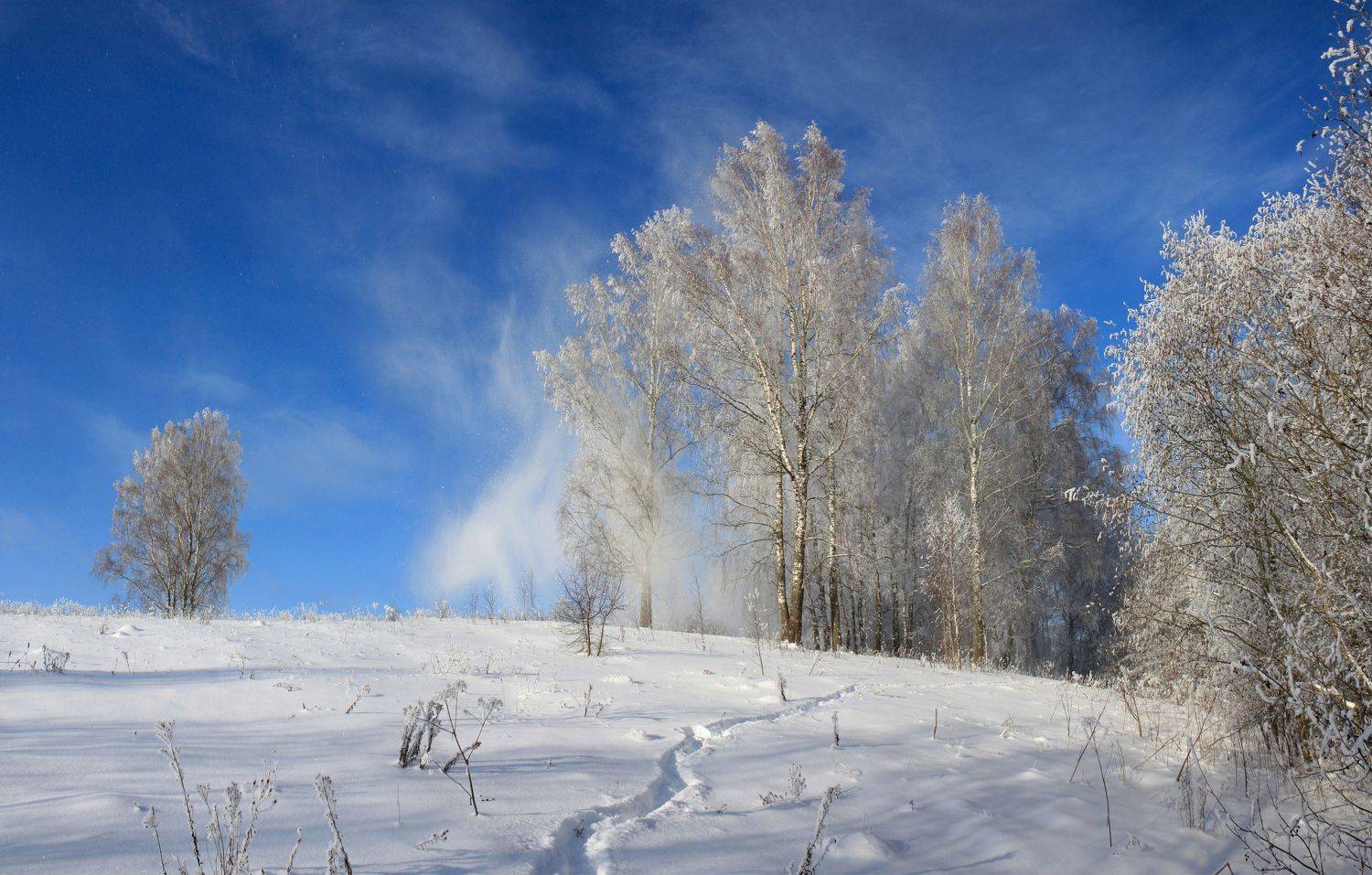 зима , лес, Александр Свистков