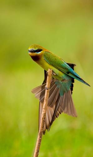 Blue Tailed Bee Eater