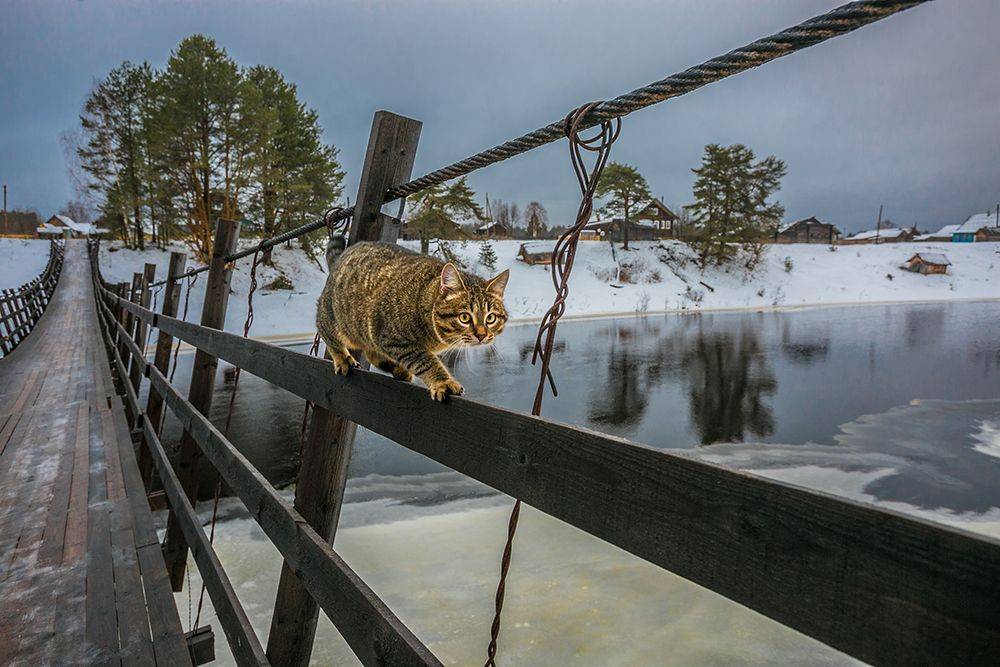 кот, мост, деревня, река, Наталия Колтакова