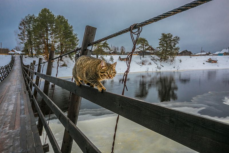 Кот со стальными... нервами фото превью