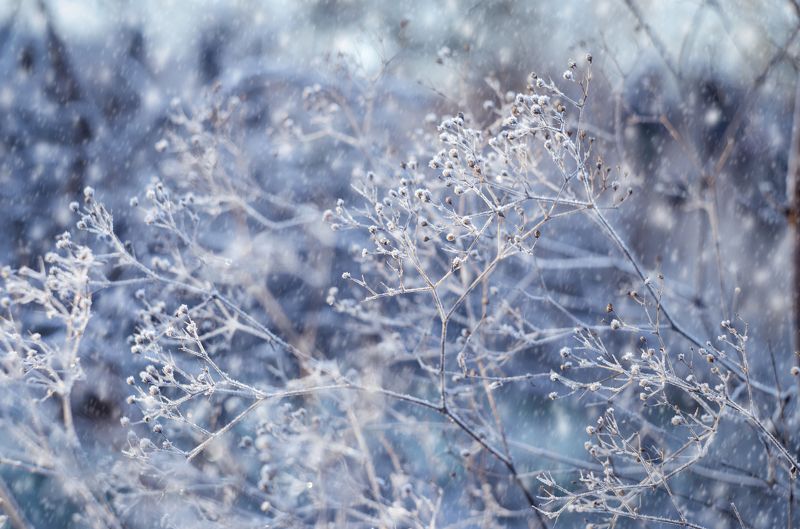 Зима, мороз, ветви, иней, снег Зимняя сказка фото превью