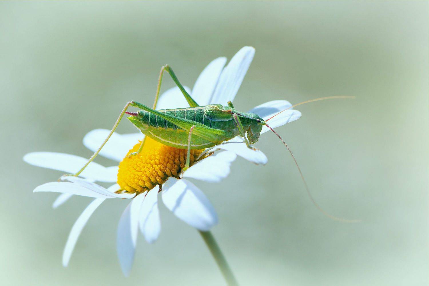 macro,  grasshopper,  georgia, PAPKIAURI TORNIKE