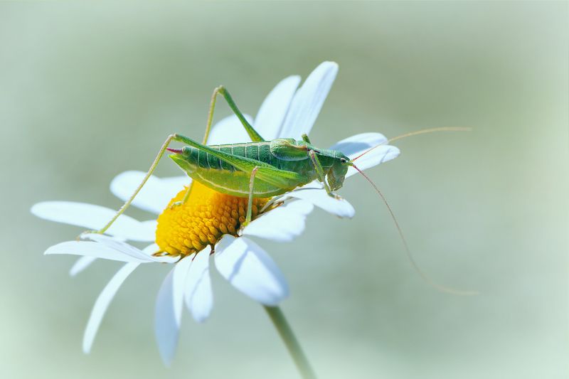 macro,  grasshopper,  georgia Кузнечик фото превью