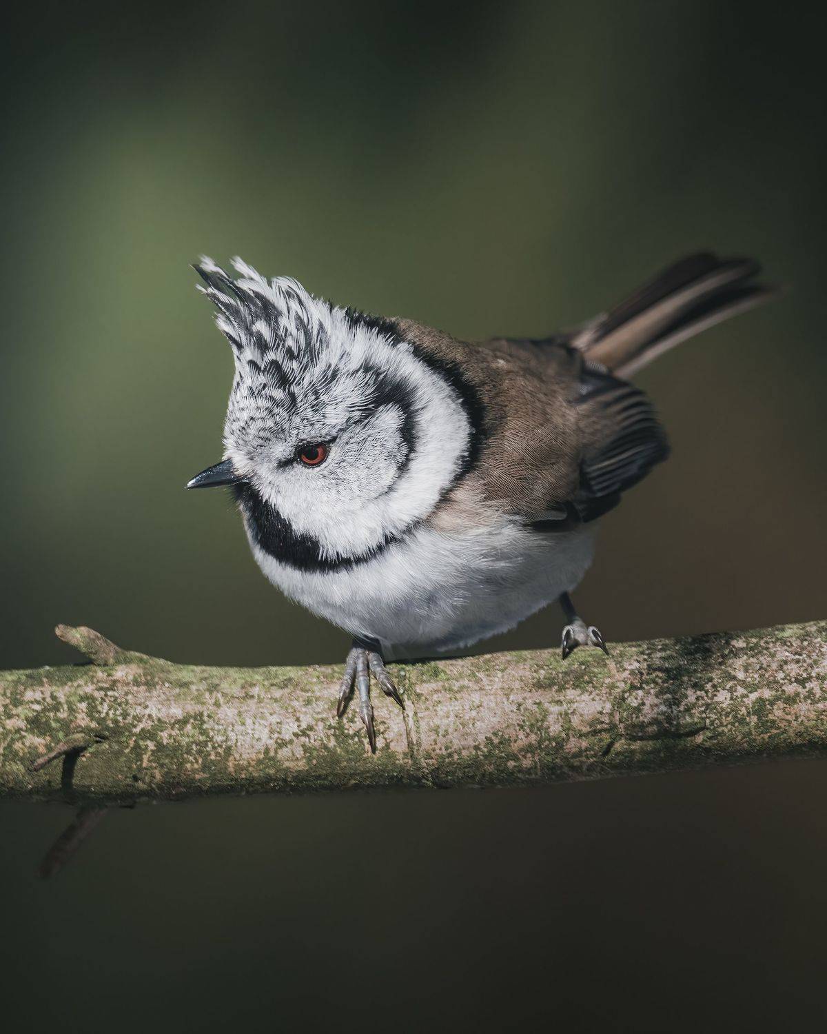 , Поляков Михаил