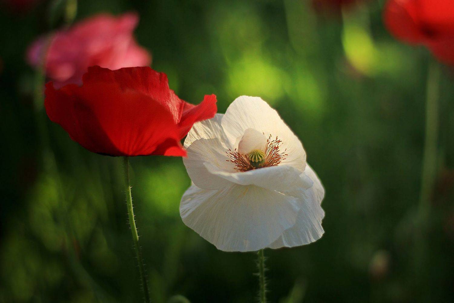 , Лайко Марина