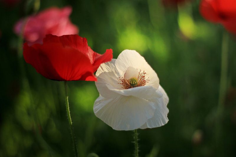 Прикосновение фото превью