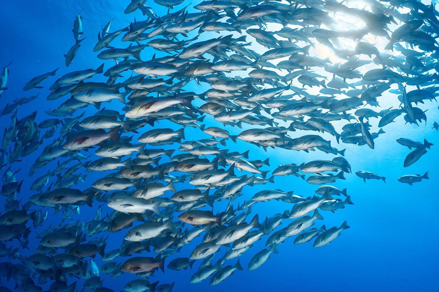 подводная фотосъемка, коралловый риф, рыбы, тропические рыбки, дайвинг, море, PAVEL PEREPECHAEV