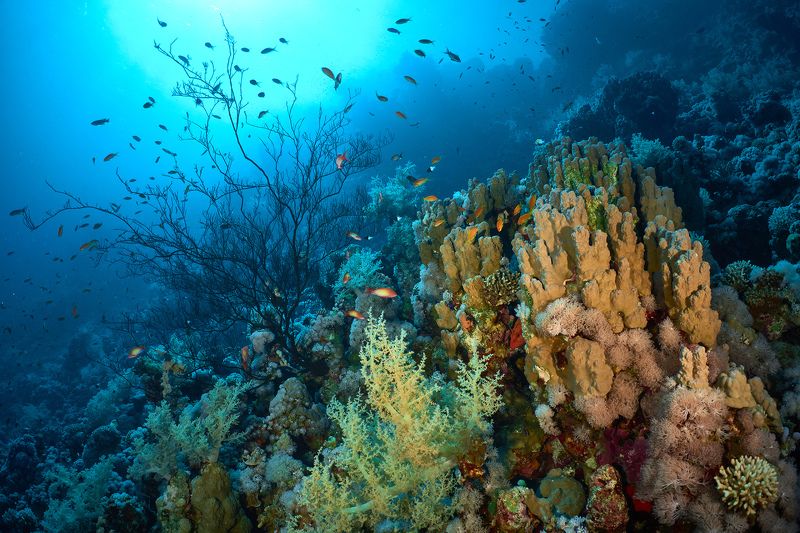 Underwater landscape / Подводный пейзаж фото превью