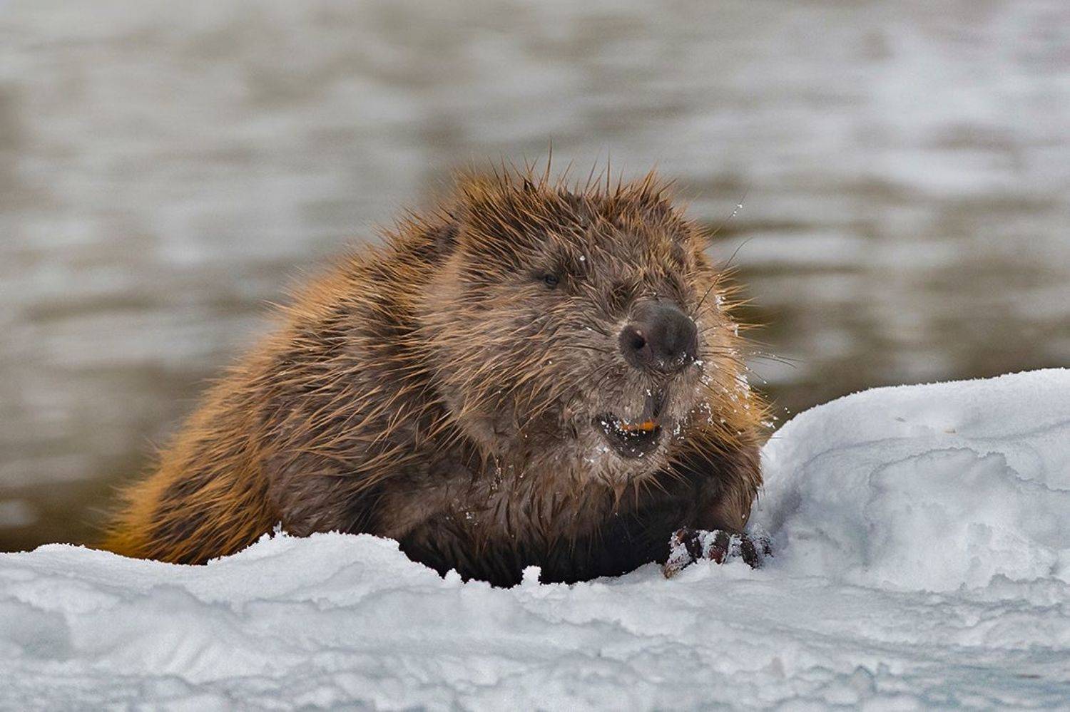 бобр, зима, выход, Наталия Сытина