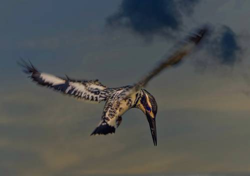 Pied kingfisher