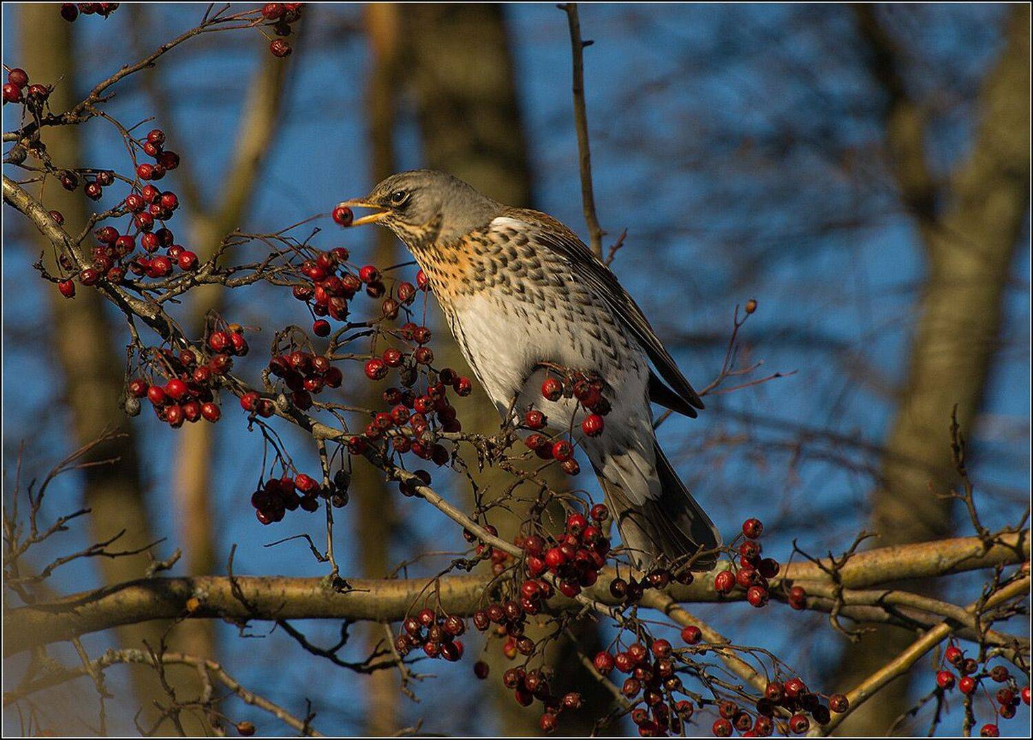 москва, зима, парк, дрозд рябинник, АНАТОЛИЙ ДОВЫДЕНКО