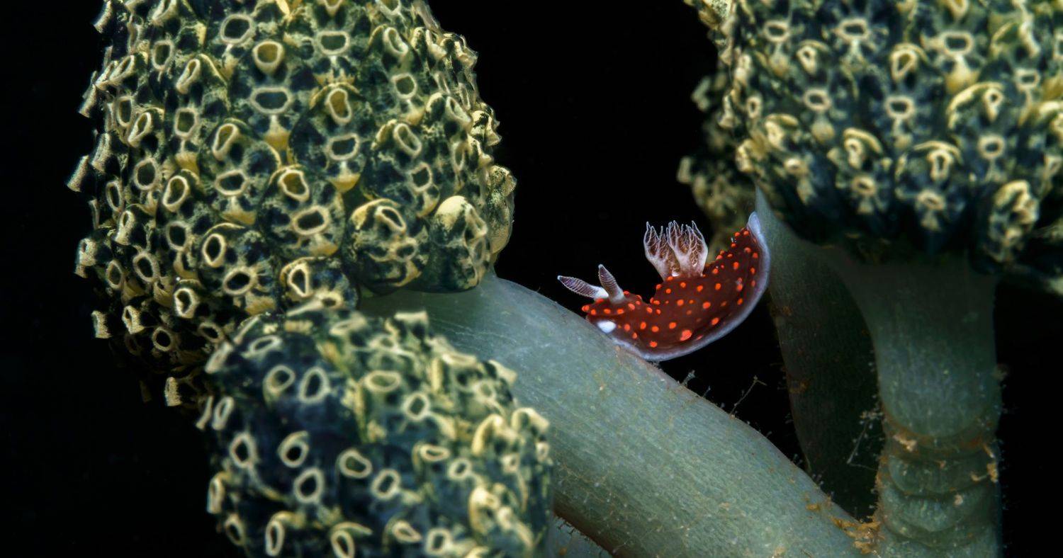 , Савин Андрей